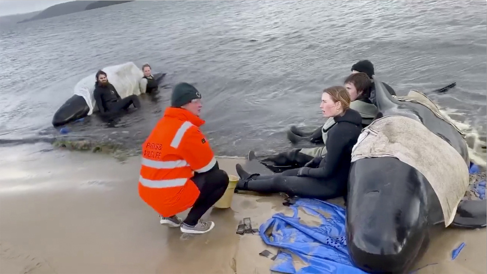 Whale rescue efforts take place at Macquarie Heads in Tasmania, Australia September 23,2020 in this still picture obtained from social media video. u00e2u20acu201d Bilal Rashid via Reuters 