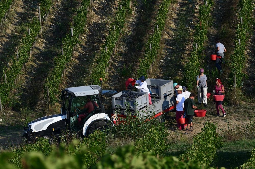 A picture taken on September 15, 2020 shows a people emptying their bucket of grapes into crates during harvest in the vineyards of the Castello di Brolio castle, the most extensive in the Chianti Classico area, in Gaiole in Chianti, Tuscany, Italy. u00e2u20acu201d A