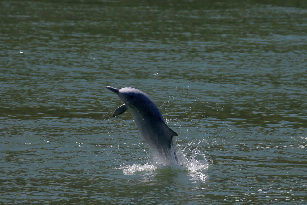 A Chinese white dolphin jumps out of the sea off Lantau island in Hong Kong, China May 30, 2018. u00e2u20acu201d Reuters pic 