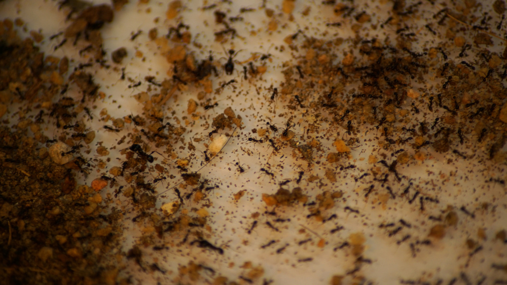 Ants scurry about in a formicarium at the ‘Just Ants’ shop in Singapore September 13, 2020. — Reuters pic 