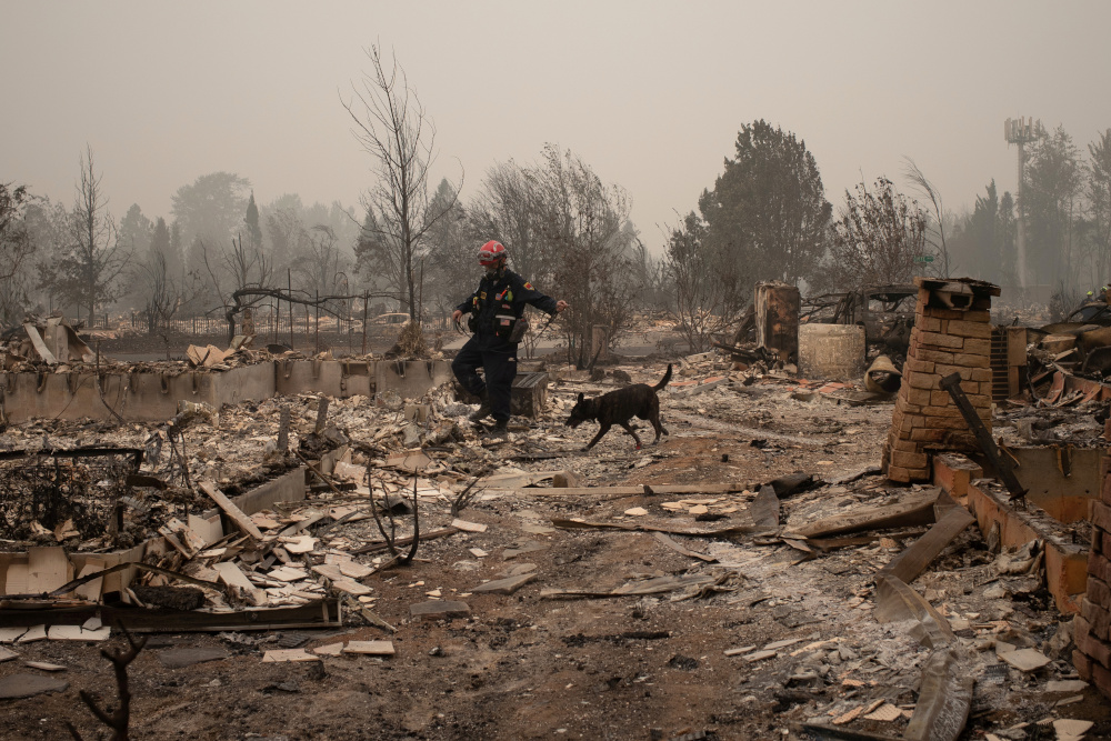 A member of a search and rescue team from Salt Lake City, including a canine named Kya, look for victims through gutted homes in the aftermath of the Almeda fire in Talent, Oregon, US, September 13, 2020. u00e2u20acu201d Reuters pic 