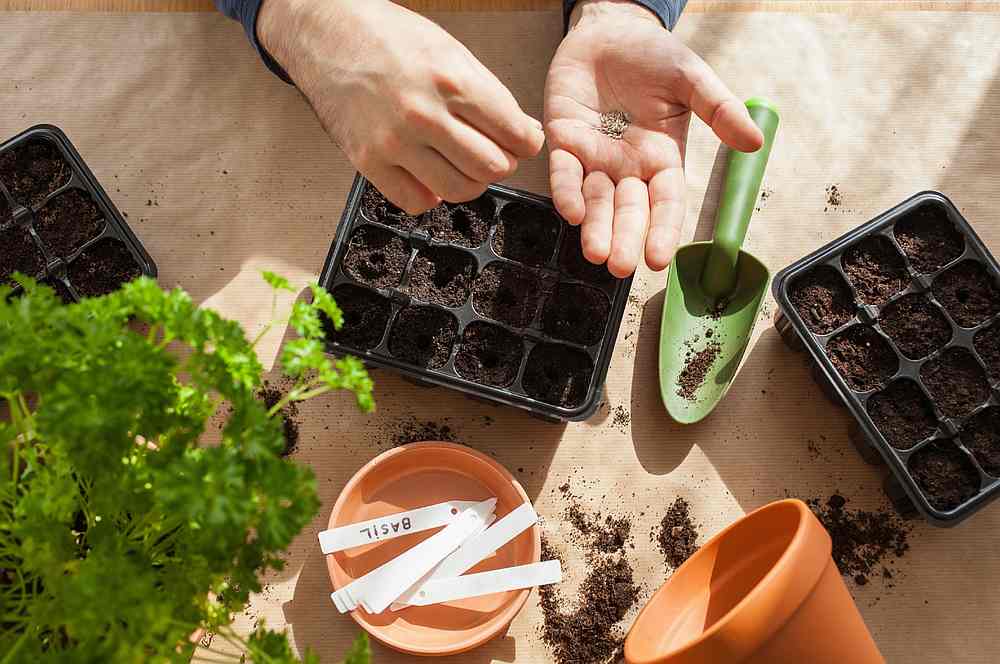The US Department of Agriculture reports packages of seeds had been sent to Americans and warned not to plant them, in case they posed a danger to agriculture. u00e2u20acu201d OlgaMiltsova / IStock.com pic via AFP