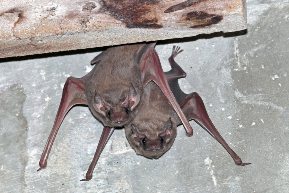 The Black-beared Tomb Bat, one of the species recorded on Pulau Ubin for the first time. — Noel Thomas/NParks pic via TODAY