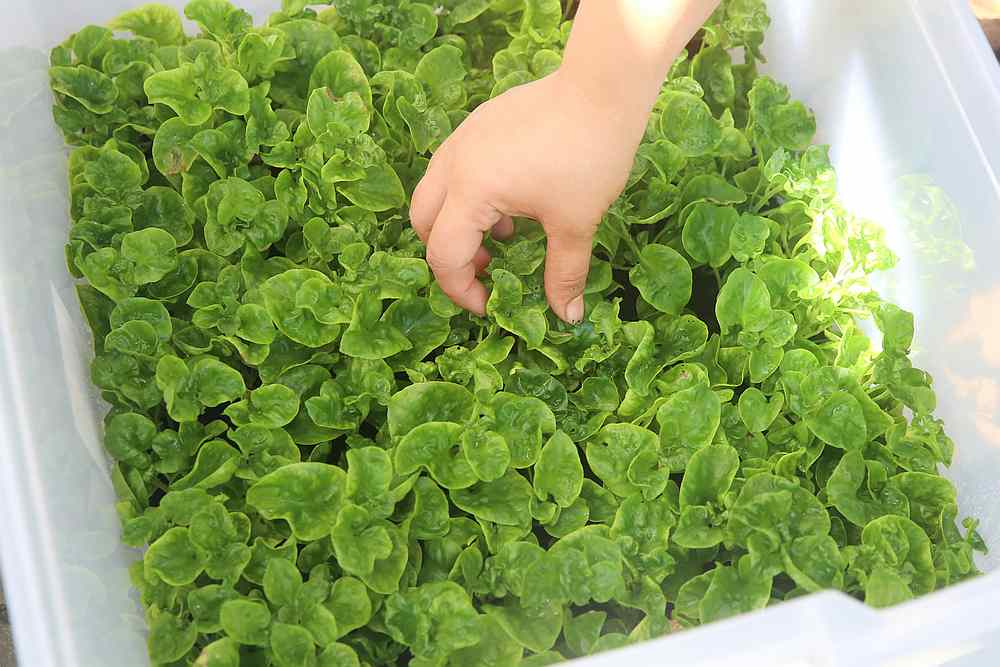 The fresh vegetables are able to sustain itself in the terrarium using sunlight, condensation and the organic processes of microbes. — Picture by Choo Choy May  