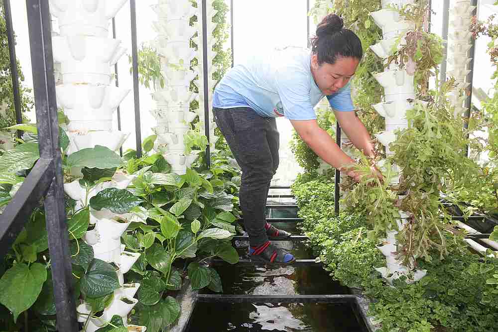 Tang’s smart farms employ both soil and soilless farming techniques. Using aquaponics as well to farm organically grown fish. — Picture by Choo Choy May 