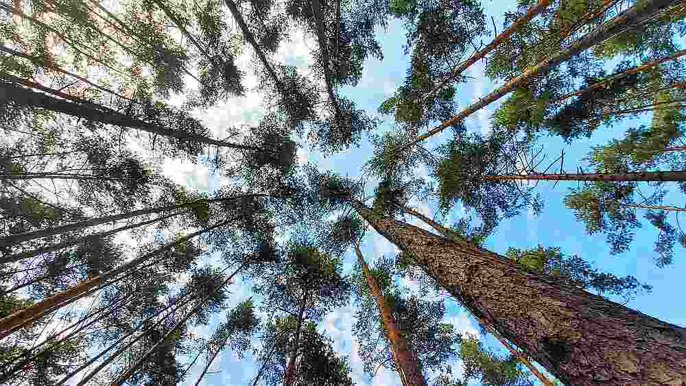 The word 'neutrality' does not refer to an absence of greenhouse gases but a balance between the amount of CO2 emitted and the amount absorbed by natural carbon sinks. u00e2u20acu201d Kletr / Shutterstock pic via AFP