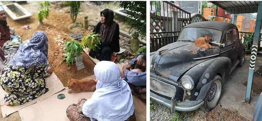 Nana has been visiting its owner's grave for the past two years and would sit on his old car. u00e2u20acu201d Picture courtesy of Hazlynn Nozi