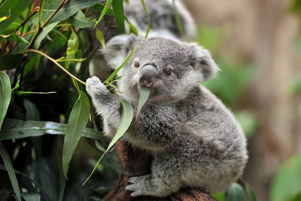 Watching videos of cute animals can help reduce stress levels by as much as 50 per cent. u00e2u20acu201d istock.com/freder pic via AFP