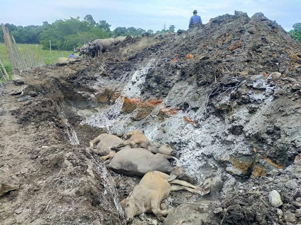 Eleven buffaloes were found dead at Muhammad Syukuru00e2u20acu2122s farm located at Kampung Banggol Katong in Kuala Terengganu. u00e2u20acu201d Picture courtesy of Facebook/Syukor Khamis u00e2u20acu201c Kampong Boy