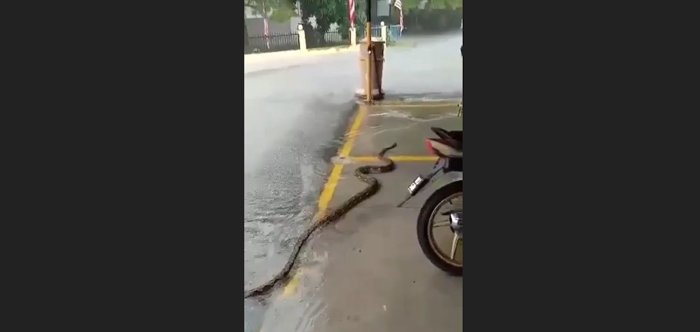 A displaced python seen outside Surau Al-Falah Danau Kota. u00e2u20acu201d Screengrab via Facebook/InfoRoadblockJPJ/Polisn