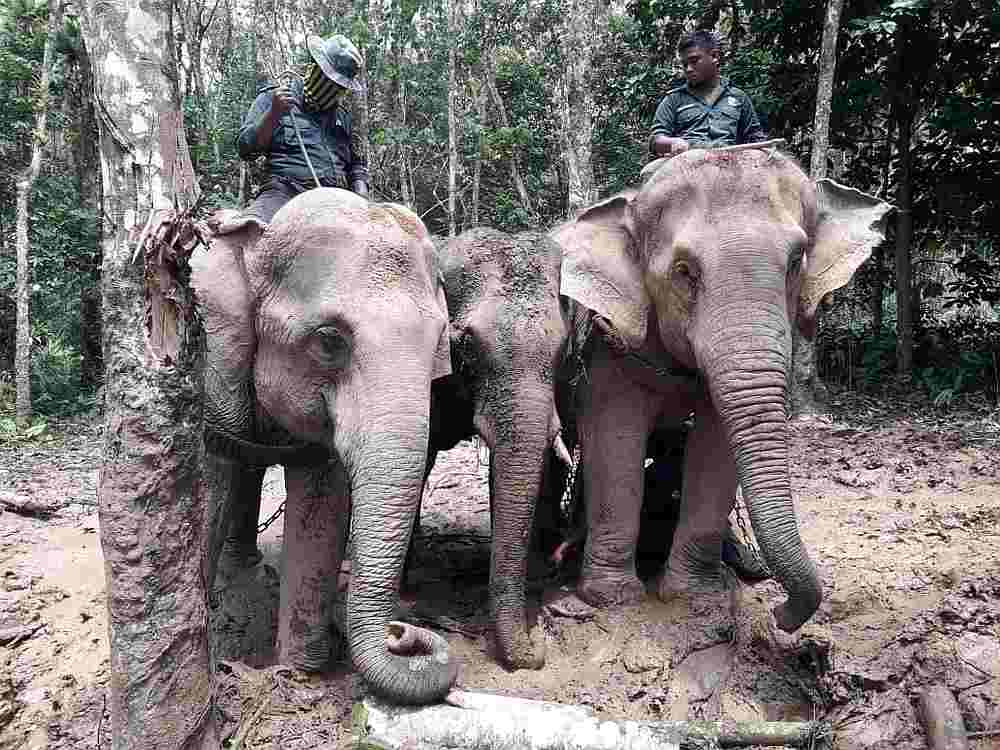 Abot (left) and Rambai escorting a stray elephant to safety. — Picture courtesy of Perhilitan