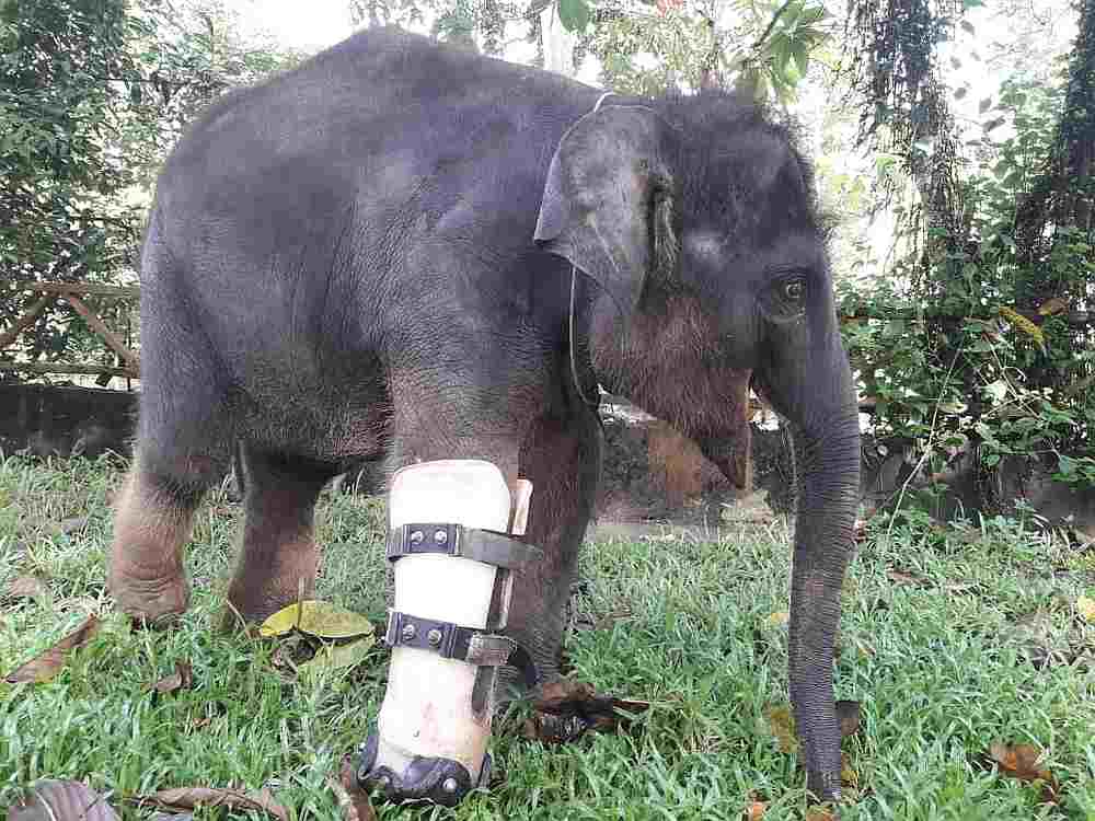 An injured baby elephant being treated at the National Elephant Conservation Centre Kuala Gandah. — Picture courtesy of Perhilitan