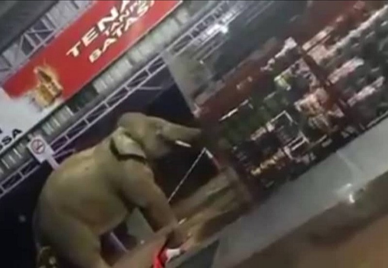 Video screenshot of where an elephant entered a shop at the East-West Highway near the Banjaran Titiwangsa Rest Area to rummage for food. u00e2u20acu201d Image via Facebook/ INFO BERITA SEMASA
