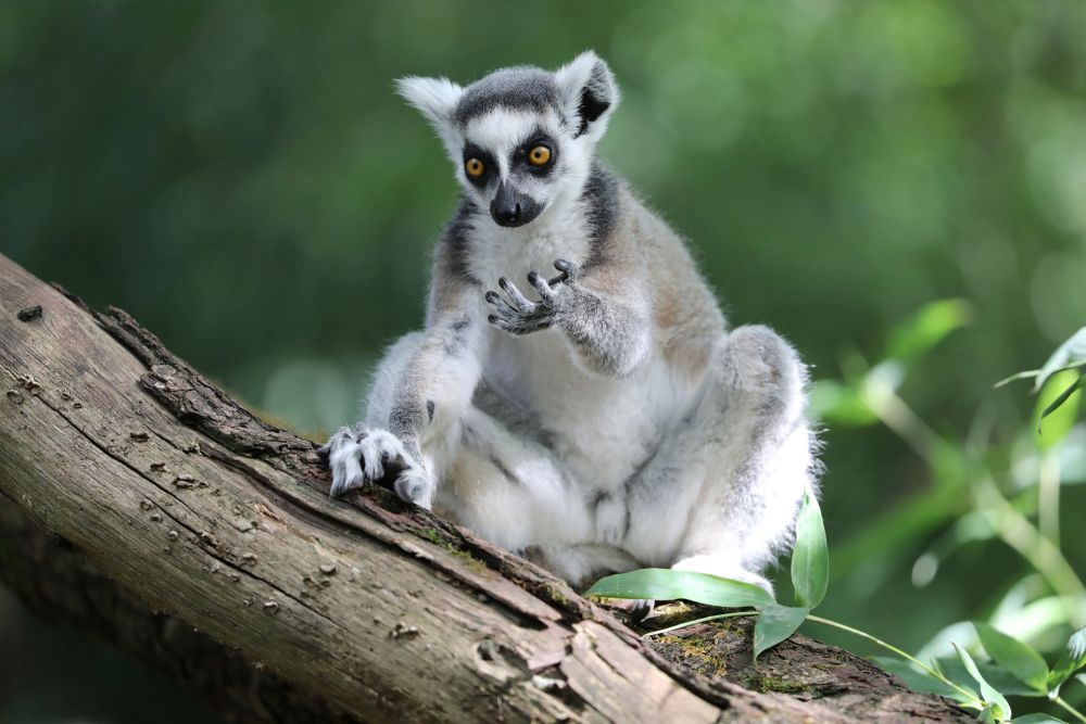 Logging could destroy the natural habitat of lemurs and other unique fauna Madagascar has to offer. u00e2u20acu201d AFP pic
