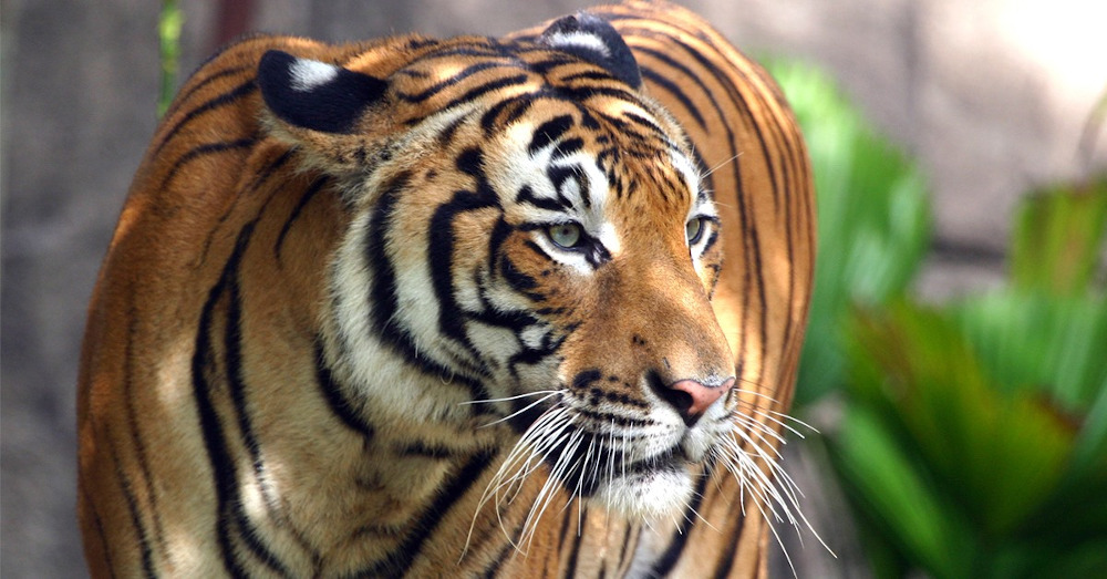 The Malayan tiger population has drastically decreased over the past decade due to heavy poaching. u00e2u20acu201d Picture courtesy of WWF Malaysian
