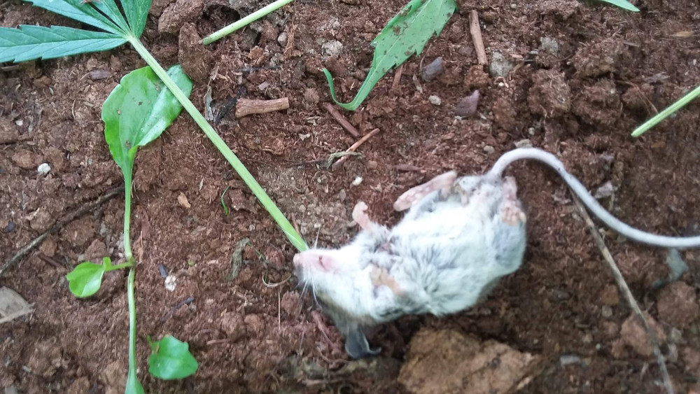 The mouse, found by Sullivan in his cannabis patch. The rodent had apparently passed out after nibbling on the cannabis. u00e2u20acu201d Picture via Facebook/ Colin Sullivan