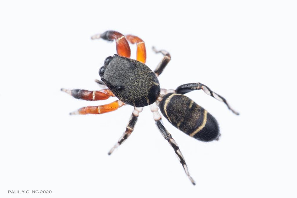 A new species of spider from the Piranthus genus, found on Pulau Ubin during a biodiversity survey. The spider had not been identified anywhere else in the world. u00e2u20acu201d Paul Ng/NParks pic via TODAY