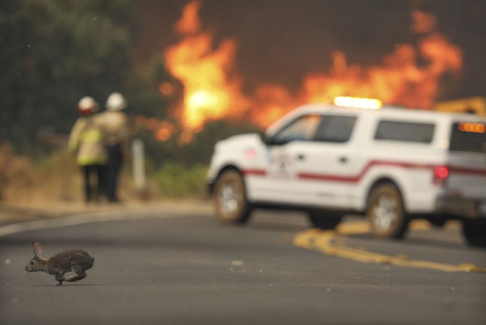 A rabbit crosses the road with flames from a brush fire along Japatul Road during the Valley Fire in Jamul, California on September 6, 2020. u00e2u20acu201d AFP pic