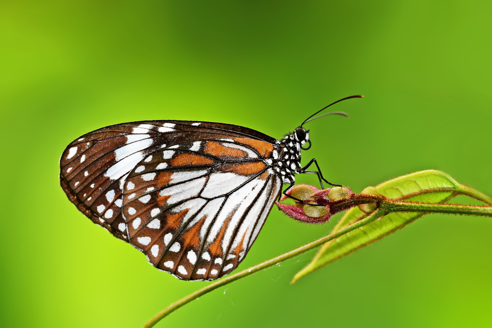 The Swamp Tiger Butterfly, one of the species recorded for the first time on Pulau Ubin. — Khew Sin Khoon/ NParks pic via TODAY 