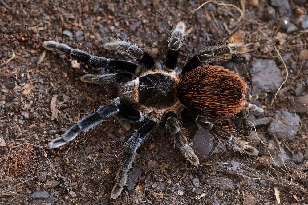 Andrew Chan Joo Seong illegally kept tarantulas such as the Mexican red rump in his home. u00e2u20acu201d Daniel de Bruyne/Pixabay via TODAY