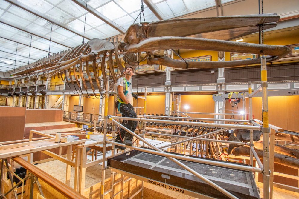 Mickel van Leeuwen prepares to dismantle a 20-metre fin whale skeleton and a juvenile female humpback whale skeleton that has been hanging in the National Museum of Ireland since 1910, September 11, 2020, in Dublin, Ireland. u00e2u20acu201d AFP pic 