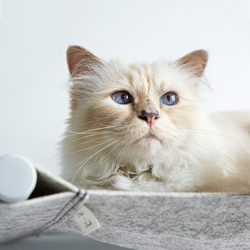 Choupette has partnered with Munich brand LucyBalu on a cat hammock called 'SWING.' u00e2u20acu201d Picture courtesy of LucyBalu and Choupette