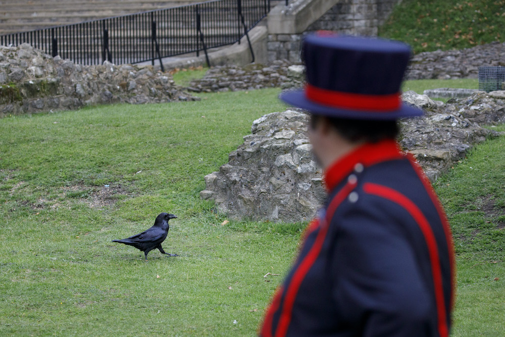 A raven roams in the grounds after being fed by Yeoman Warder Ravenmaster Chris Skaife at the Tower of London in central London October 19, 2020. u00e2u20acu201d AFP pic