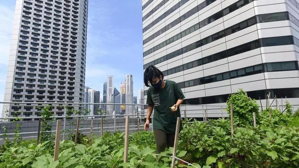 A worker tends to a rooftop farming patch at Raffles City in Singapore. u00e2u20acu201d AFP pic