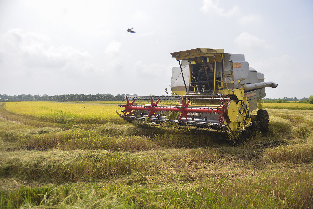 View of a paddy field in Sekinchan, Selangor October 31, 2020. u00e2u20acu201d Picture by Miera Zulyana