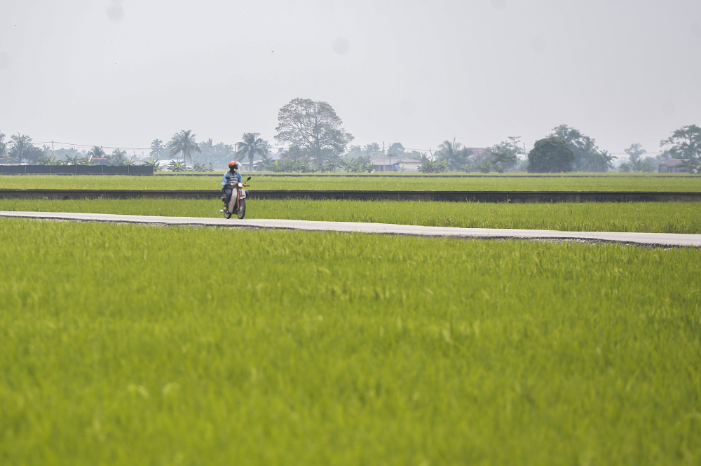 View of paddy fields in Sekinchan, Selangor October 31, 2020. u00e2u20acu201d Picture by Miera Zulyana