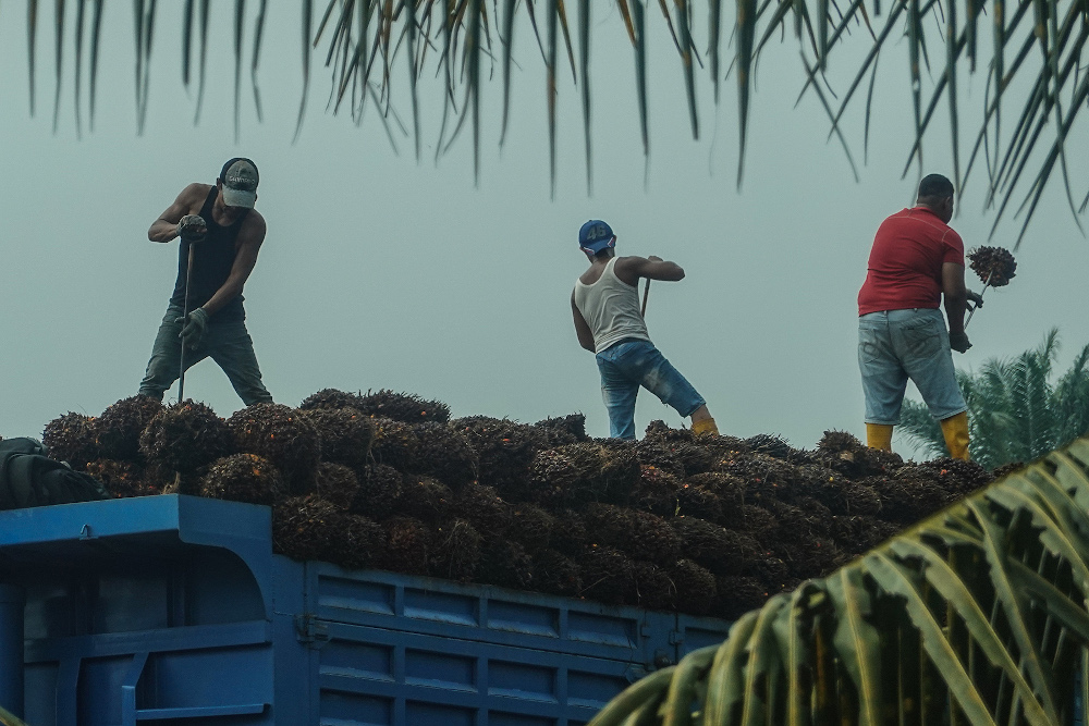 Workers load palm fruits onto a lorry at a plantation in Sekinchan, Selangor October 31, 2020. u00e2u20acu201d Picture by Miera Zulyana 