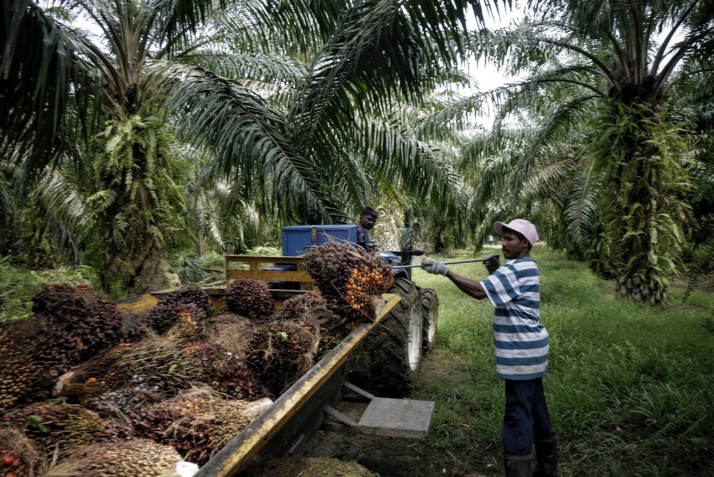 Workers load palm fruits onto a lorry at a plantation in Sepang October 30, 2019. u00e2u20acu201d Picture by Shafwan Zaidon 
