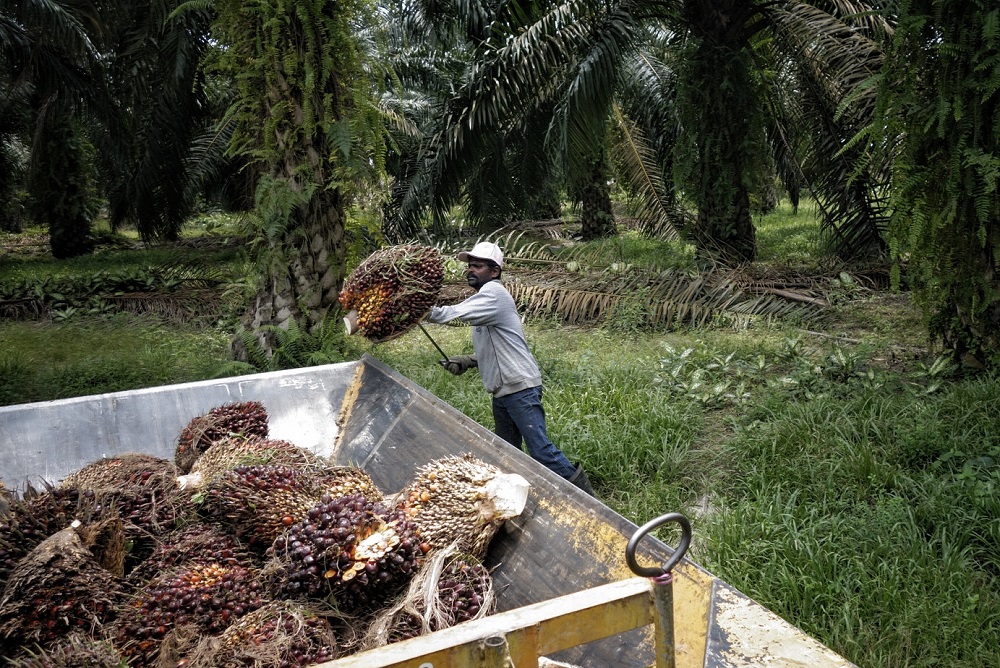A worker loads palm fruits onto a lorry at a plantation in Sepang October 30, 2019. u00e2u20acu201d Picture by Shafwan Zaidon 
