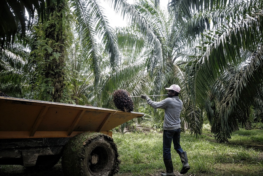 A worker loads palm fruits onto a lorry at a plantation in Sepang October 30, 2019. u00e2u20acu201d Picture by Shafwan Zaidon 