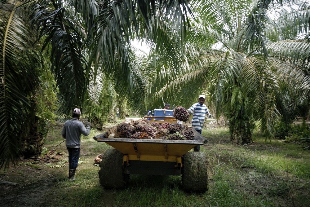 Workers load palm fruits onto a lorry at a plantation in Sepang October 30, 2019. u00e2u20acu201d Picture by Shafwan Zaidon 