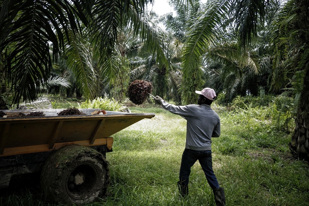 A worker loads palm fruits onto a lorry at a plantation in Sepang October 30, 2019. u00e2u20acu201d Picture by Shafwan Zaidon 