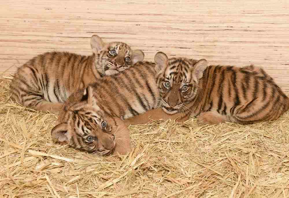 Puntum, Teja and Bayu will be available for public viewing from October 20-25, 2020 at the Taiping Zoo and Night Safari (TZNS). u00e2u20acu201d Picture courtesy of TZNS