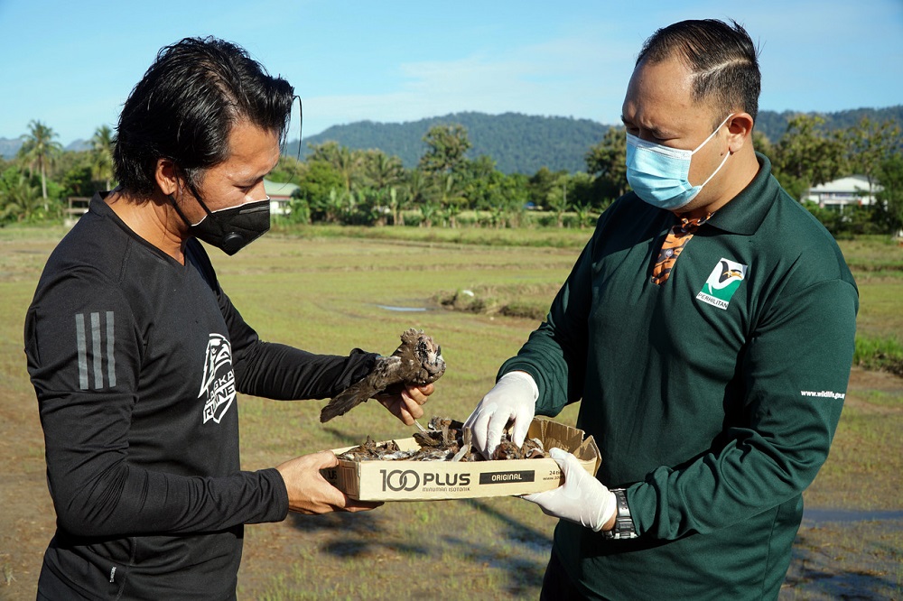 Perhilitan assistant officer Mohd Nazri Amran (right) and resident Shahrizan Saad examine the dead house sparrows found around Taman Wawasan indah in Ulu Melaka October 20, 2020. u00e2u20acu201d Bernama pic