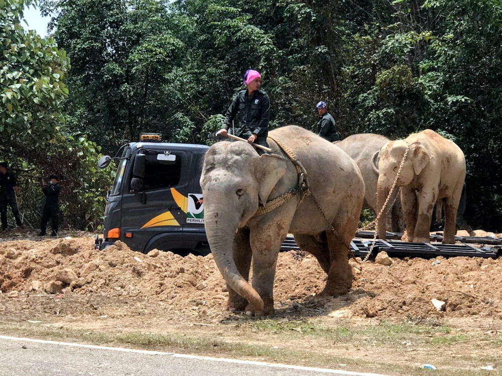 Forestry unit manage to capture a male elephant encroaching village in Gerik, October 17, 2020. u00e2u20acu2022 Bernama pic
