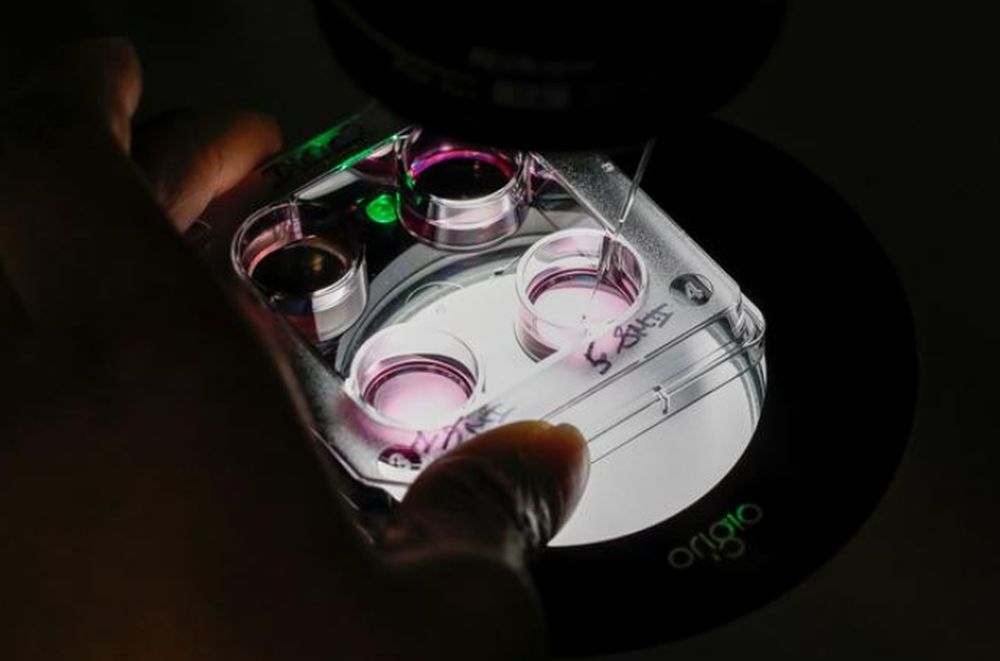 File picture shows a medical technician selecting eggs for an in-vitro fertilisation (IVF) procedure called Intracytoplasmic Sperm Injection (ICSI) at the Laboratory of Reproductive Biology CECOS in Paris, France, September 19, 2019. u00e2u20acu201d Reuters pic