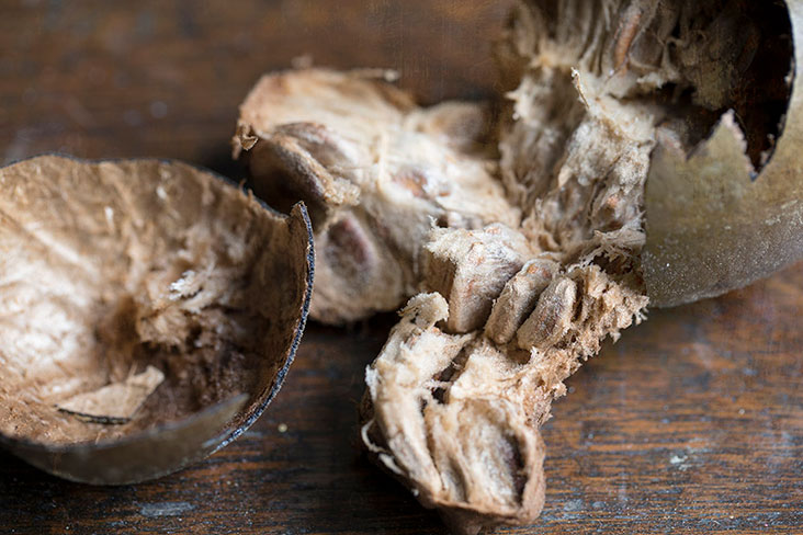 Once the 'lor hon kor' shell is cracked, you can see the pulp inside.