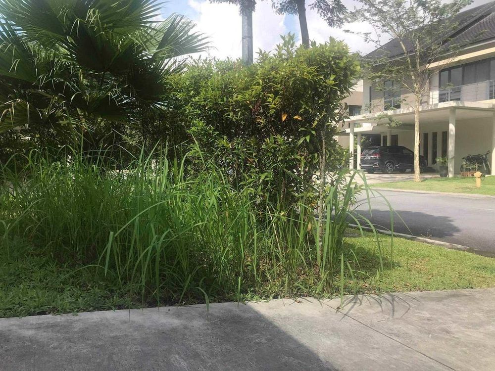 The overgrown grass at Leisure Farm, a gated development situation in Iskandar Malaysia, as Singaporeans leave behind their homes due to Malaysiau00e2u20acu2122s movement control order. u00e2u20acu201d Picture courtesy of Mr Leung via TODAY