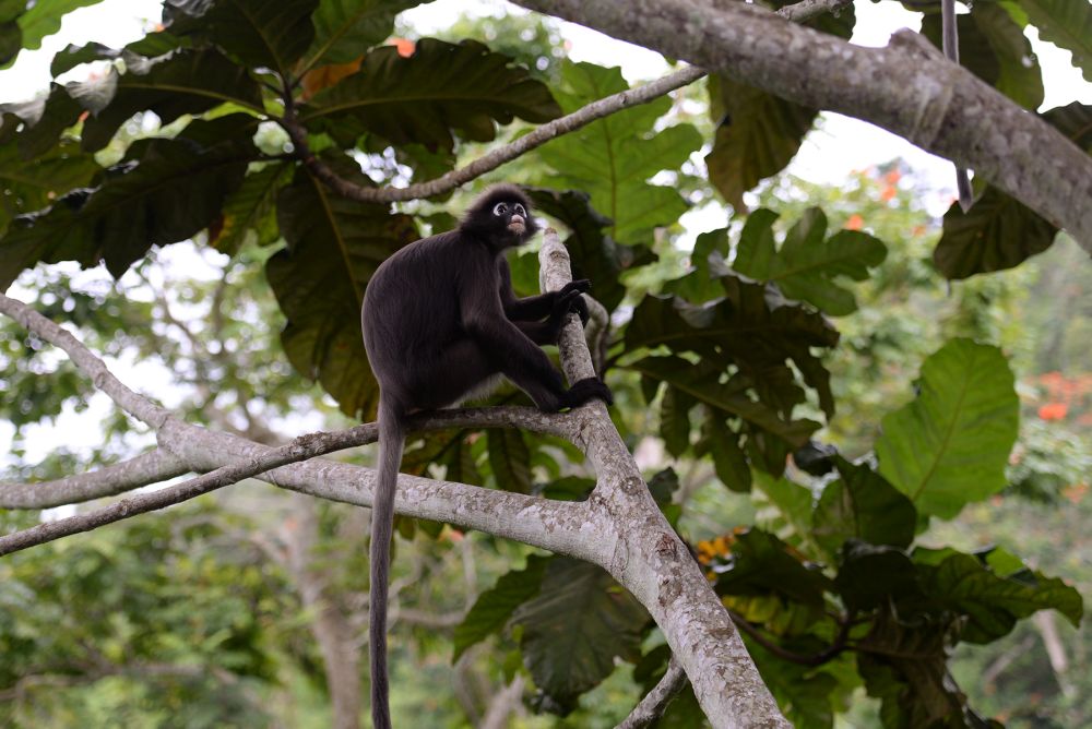 Various types of fauna, such as the dusky leaf monkey, can be seen at the Penang Hill October 2, 2020.