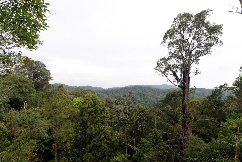 The total area of Penang Hill is approximately 12,481 hectares. u00e2u20acu201d Picture by KE Ooi