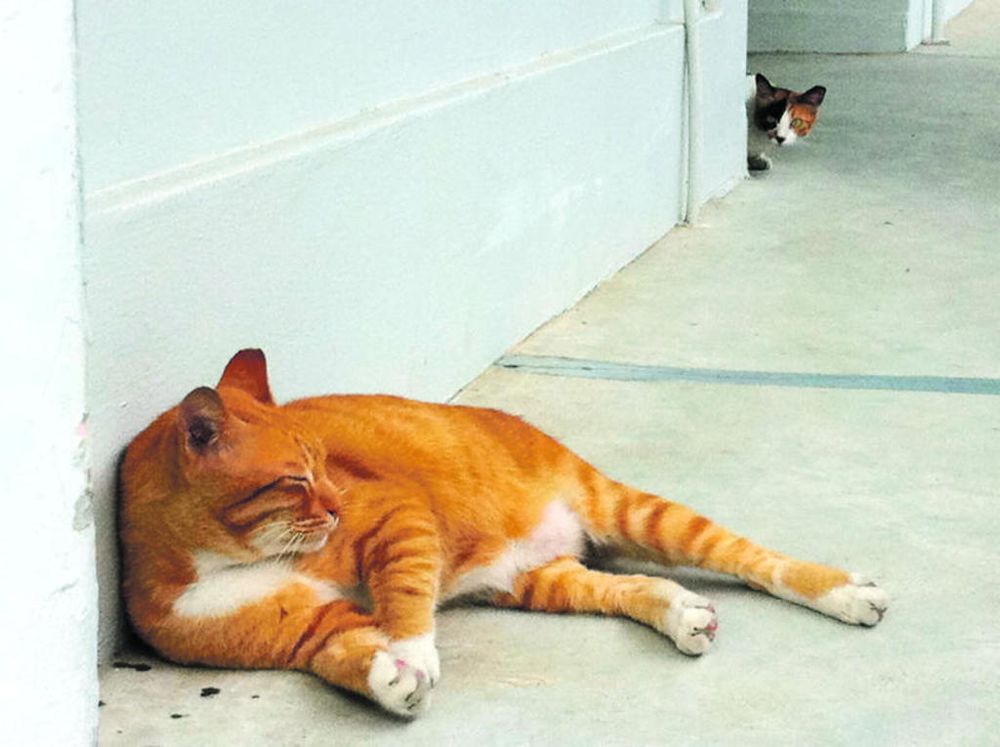 Stray cats outside an HDB unit in Yishun, where Louis Ng is an MP. Ng said he intends to continue pushing for the legalisation of cats in HDB flats. u00e2u20acu201d TODAY file pic