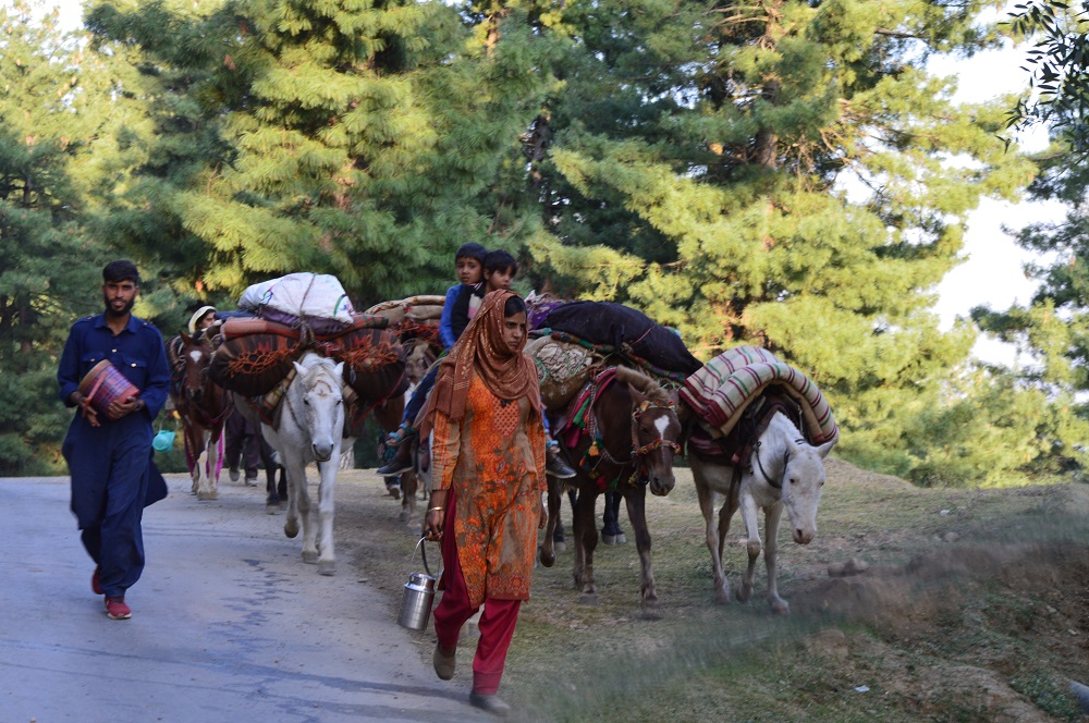 A nomadic woman holds the reins of a horse carrying two boys on their way to a campsite at Yousmarg, Kashmir October 4, 2020. u00e2u20acu201d Picture by Thomson Reuters Foundation/Athar Parvaiz