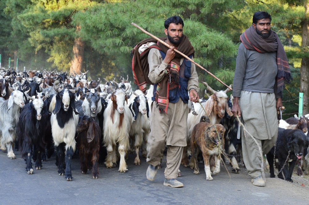 Nomads with their heard near Yousmarg, Kashmir October 4, 2020. — Picture by Thomson Reuters Foundation/Athar Parvaiz