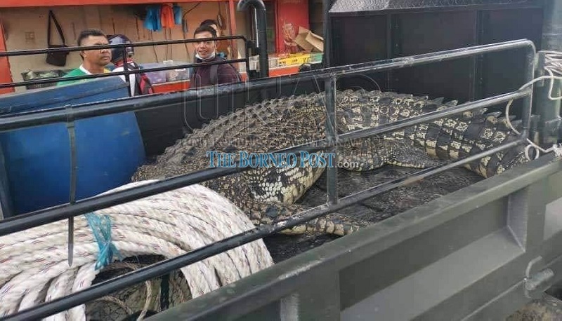 The crocodile is loaded on a truck to be handed over to Sarawak Forestry Corporation. u00e2u20acu201d Borneo Post Online pic