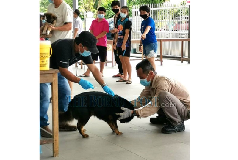 Dog vaccination in progress yesterday at Sg Sadit in Sarawak. u00e2u20acu201d Borneo Post Online pic