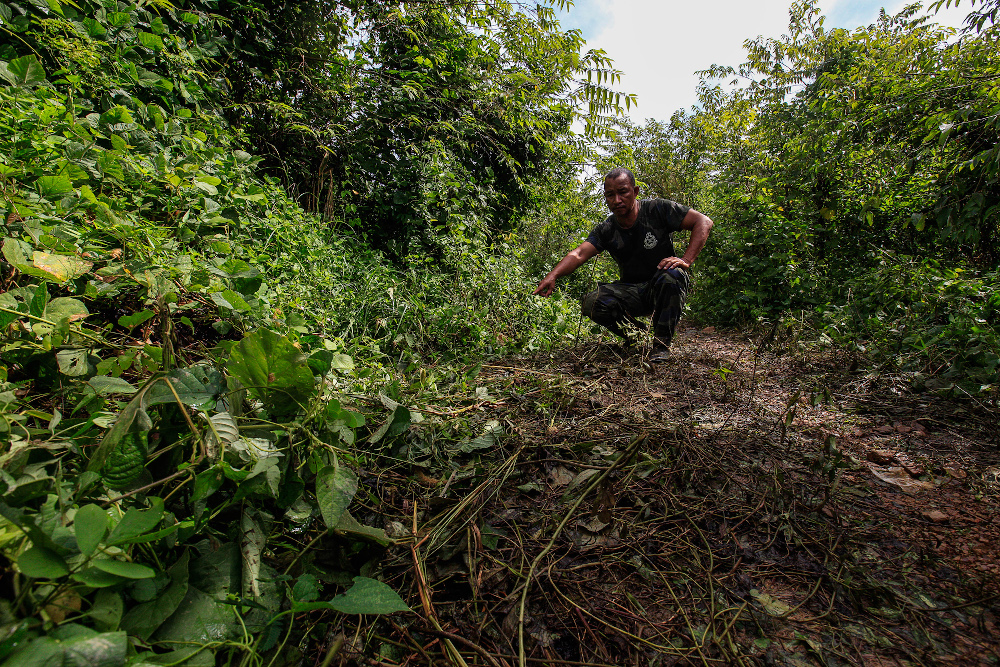 Judin Alwie, 43, one of the PGA personnel under the 3rd Battallion showing the place where the late Baharuddin Ramli`s body was found after the shootout here in Padang Besar November 24, 2020. — Picture by Sayuti Zainudin